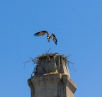 Osprey Nest on Chimney of Southampton Hall, near WPPB Antenna
